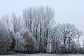 * Nomination Group of trees covered with hoarfrost. --Famberhorst 16:55, 6 February 2017 (UTC) * Promotion Good quality. --Ermell 19:49, 6 February 2017 (UTC)