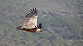 * Nomination Griffon vulture in flight --Artemy Voikhansky 16:48, 6 February 2017 (UTC) * Promotion  Support Very good. Nice. Cute--Lmbuga 17:09, 6 February 2017 (UTC)