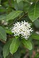 * Nomination Ixora finlaysoniana. Botanic Gardens. Central Region, Singapore. --Halavar 16:27, 1 February 2017 (UTC) * Promotion I might have cropped in tighter, but it works --Daniel Case 20:03, 6 February 2017 (UTC)