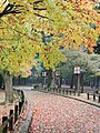 * Nomination Nara Park, a public park located in the city of Nara, Japan, at the foot of Mount Wakakusa, was established in the 1300s and is one of the oldest parks in Japan. --Martin Falbisoner 17:35, 6 February 2017 (UTC) * Promotion Good quality. --Ermell 19:47, 6 February 2017 (UTC)